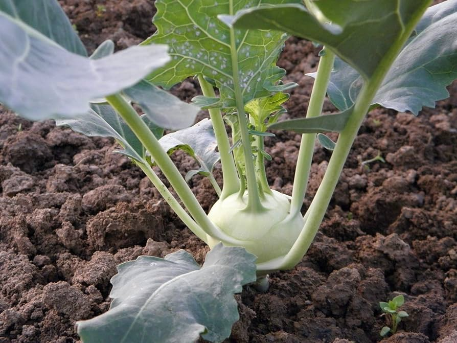 White Vienna Kohlrabi Seeds - Heirloom Non-GMO Brassica oleracea, Fast Growing, Nutritious, Easy to Grow for Gardeners