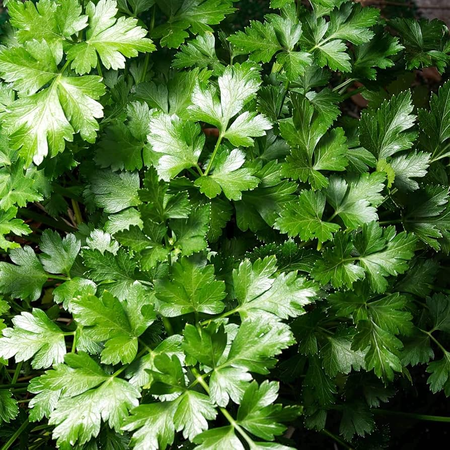 Dark Green Italian Giant Parsley Seeds | Herb, Non-GMO, Heirloom, Petroselinum crispum