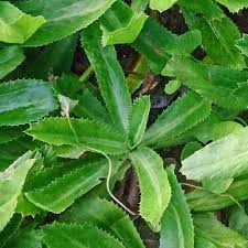 Culantro Seeds 100mg Eryngium foetidum Ngo Gai Vietnamese Herb for Cooking & Garnishing