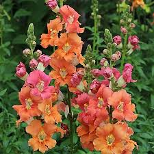 Chantilly Bronze Snapdragon Seeds - 1000+ Tall Warm Bronze Blooms for Garden & Cut Flowers