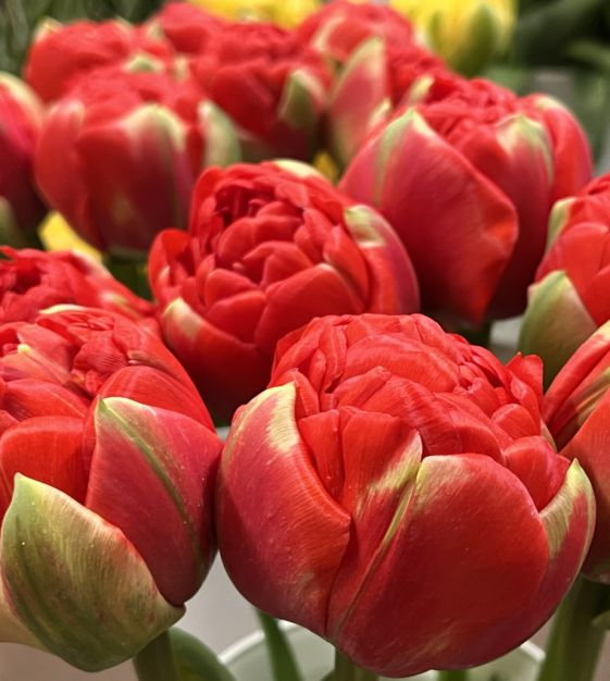 Tulip Bulbs | Double Ruffled Scarlet Red | Peony-Like Blooms | Tulipa hybrid | Spring Flowering