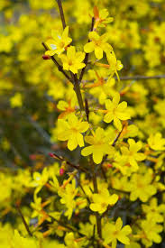 Chinese Winter Jasmine Cuttings - 12+ Inches Bright Yellow Flower Vine, Jasminum nudiflorum, Fast-Growing Winter Garden Plant Zone 6-10