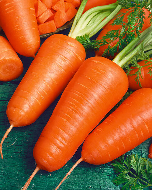 Chantenay Red Cored Carrot Seeds – Heirloom Variety, Short Thick Roots, Sweet Crisp, High Yield, Garden & Container Planting