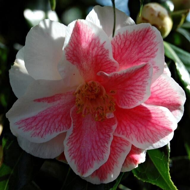 Mike Witman Camellia Japonica Live Starter Plant - Rare Bicolor Pink Rose Blooms, Evergreen Shrub, All-Season Garden Plant, USDA Zones 7-10