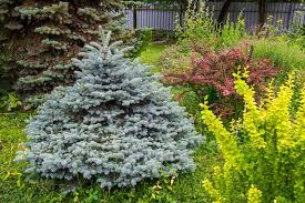 50 Blue Spruce Seeds - Picea Pungens Evergreen Tree for Landscaping, Yard, Garden, Cold-Hardy Conifer