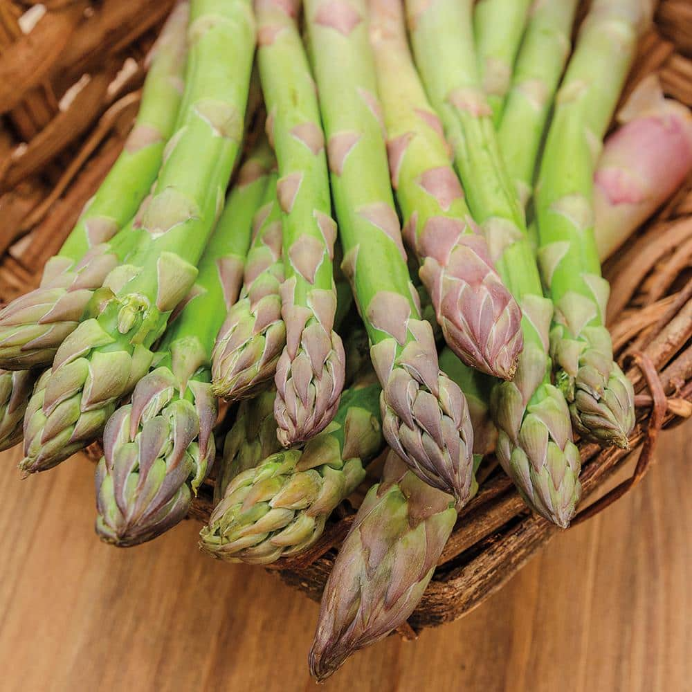 10 Bare Root Green Jersey Giant Asparagus Crowns | High-Yield Perennial Vegetable | Asparagus officinalis, 2-Year Crowns