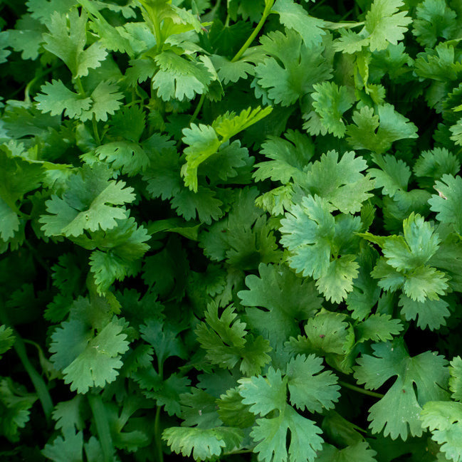 Parsley Dark Green Italian Giant Seeds – Heirloom Herb for Gardening, Container Planting, Fragrant & Flavorful, High Yield, Origanum vulgare