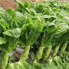 300 Asparagus Lettuce Seeds - New Yu Mai Lactuca sativa Unique Stem & Leaf Lettuce for Asian Cuisine, Crisp Texture, Home Gardening