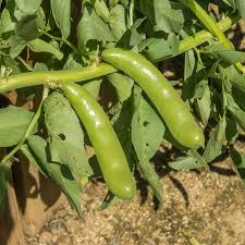 Fava Bean Seeds 5g - Heirloom Non-GMO Broad Beans for Planting - High-Yield, Protein-Rich Legumes for Garden & Raised Beds