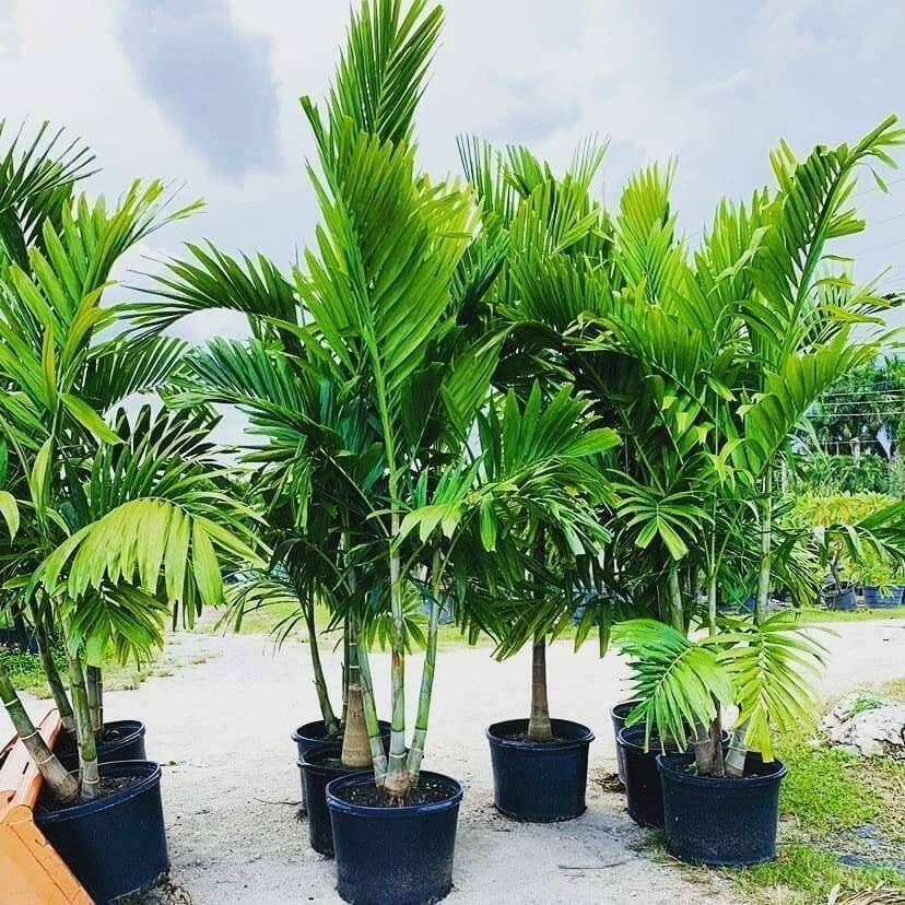 6 Alexander Palm Seedlings | Live Bare Root Starter Plants 4-7" Tall | Tropical Self-Cleaning Landscaping Palm Trees