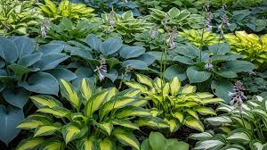 50 Hosta Seeds Mix - Perennial Shade Plant with Varied Colors and Species, Hardy Garden Foliage, Low Maintenance, Garden Bed or Container