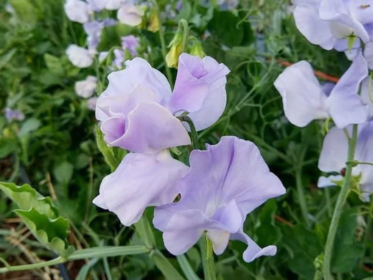 50 Seeds Royal Lavender Sweet Pea (Lathyrus odoratus) Climbing Vine with Fragrant Lavender Purple Flowers