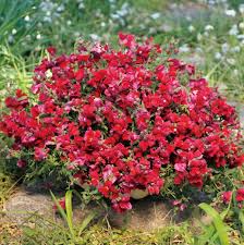 Candy Showers Mix Snapdragon Seeds - Cascading Blooms, 1000+ Seeds, Antirrhinum majus, Hanging Baskets & Garden Borders