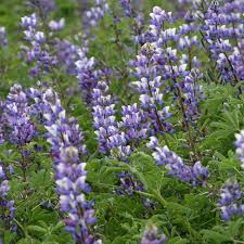 Lupinus succulentus Arroyo Lupine Seeds – 25+ Blue-Purple Wildflower Seeds for Gardens & Pollinators