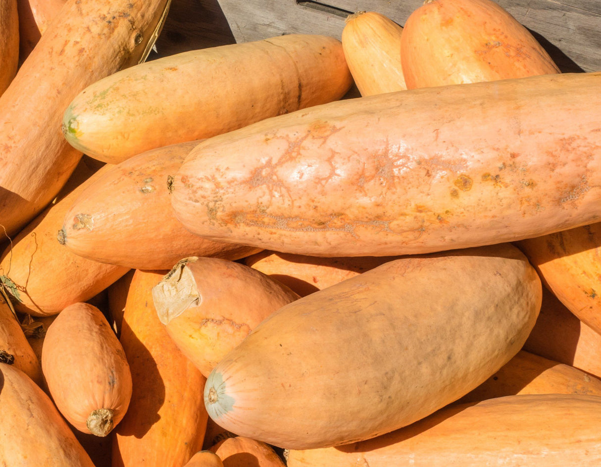 Jumbo Pink Banana Squash Seeds | Heirloom Cucurbita maxima | Sweet, Versatile, Pink Skin, Orange Flesh, Large Vining Fruit
