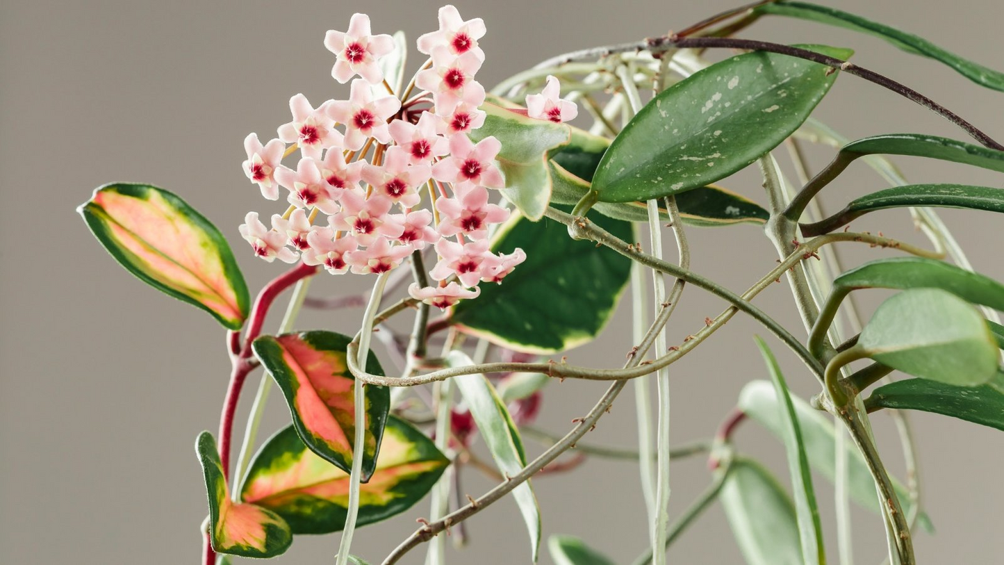 Hoya Carnosa Starter Plant - Variegated Tricolor Hoya Krimson Princess, 5" Tall, Tropical Houseplant with Colorful Foliage
