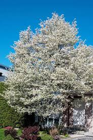 Allegheny Serviceberry Tree Bare Root 12-14" | Edible Berries, White Flowers, Fall Foliage | Amelanchier laevis