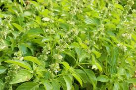 Lemon Basil Seeds – Heirloom Culinary Herb for Teas & Cooking – Ocimum basilicum var. citriodorum – Easy to Grow