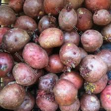 Organic Red Idaho Seed Potatoes - Starter Plant for Home Gardens, Nutrient-Rich Solanum tuberosum