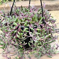 Othonna capensis 'Ruby Necklace' Succulent Cuttings – 5 Live Trailing Plants with Purple-Red Beads