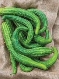 Suyo Long Cucumber Seeds | Heirloom Non-GMO | Burpless & Bitter-Free | Cucumis sativus | Long, Ribbed, Green Cucumbers