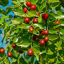 Bare Root Jujube Tree 15" Lang Chinese Red Date Fruit Tree Edible Ziziphus Jujuba