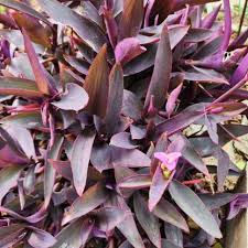 20 Unrooted Tradescantia Purple Heart Cuttings – Propagation Plant for Indoor Garden & Hanging Baskets – Tradescantia pallida