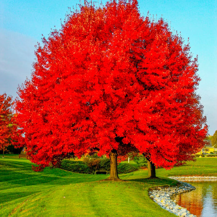 Red Maple Tree 10-12" Bare Root Plants | Acer rubrum 2-Pack for Landscaping & Shade