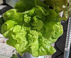 Vegetable & Herb Seeds Pack - 16 Heirloom Non-GMO Varieties for Gardening - Kale, Basil, Broccoli, Dill, Pak Choi