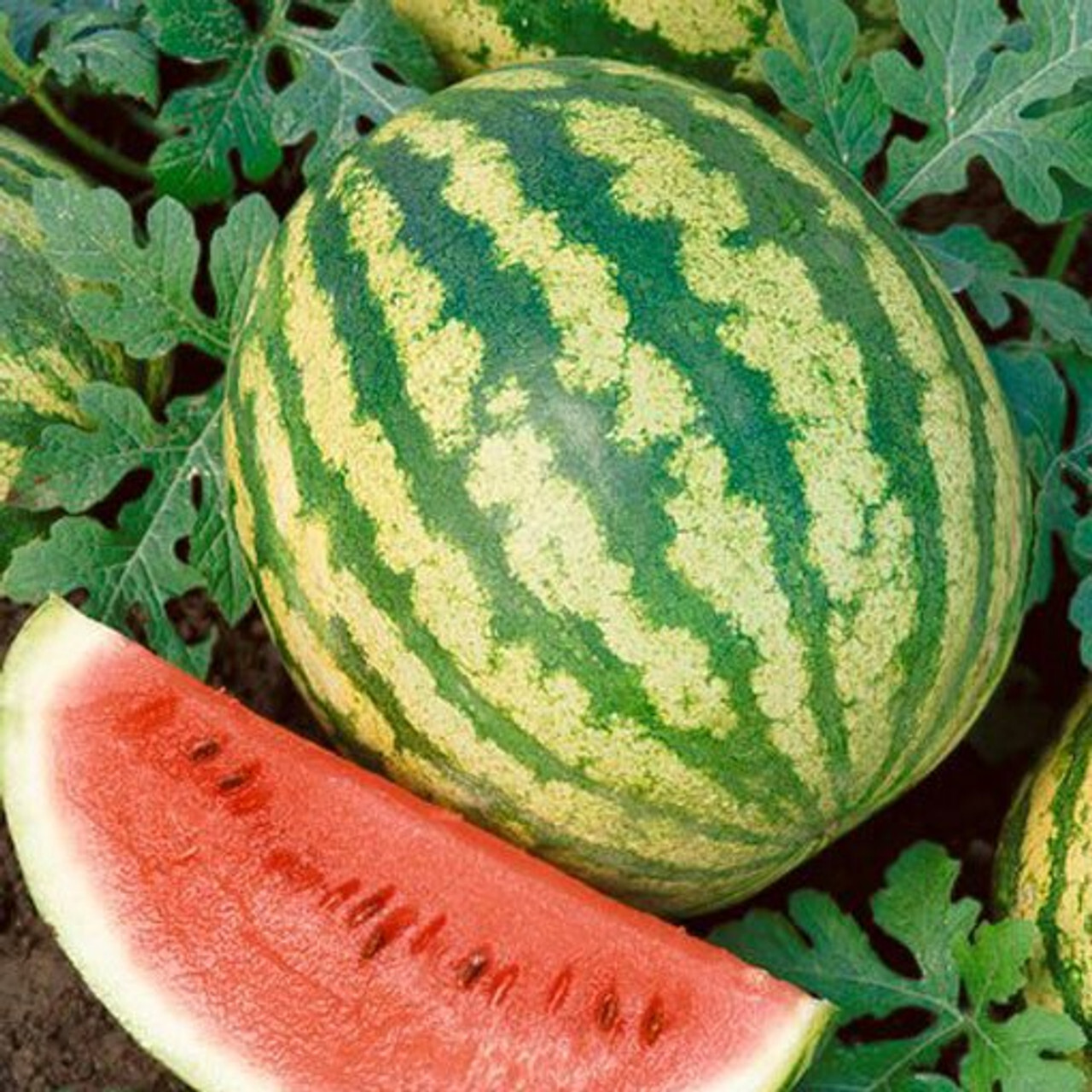 Crimson Sweet Watermelon Seeds - Heirloom, Non-GMO, Juicy, Disease-Resistant, Citrullus lanatus