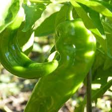 Lumbre Hot Pepper Seeds – 250mg, Extra Hot, Compact Plants, High Yield, Capsicum annuum, Great for Salsas & Roasting