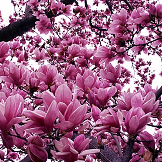 10 Magnolia Lily Seeds (Magnolia liliflora) - Pink Flowering Hardy Perennial Tree for Garden & Landscape