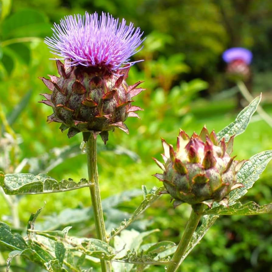 Heirloom Cardoon Seeds | Non-GMO Mediterranean Vegetable | Cynara cardunculus | Edible Stalks, Culinary Herb