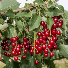 Choke Cherry Tree Bare Root Plant – Prunus Virginiana, 14-18", Fragrant White Flowers, Wildlife-Friendly, Drought & Heat Tolerant