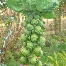 Long Island Improved Brussel Sprouts Seeds, Brassica oleracea, Heirloom Variety for Gardening & Harvest
