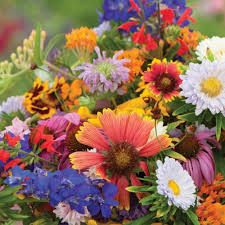 Wildflower Seeds 500 Blue Ribbon Mix Heirloom Non-GMO Pollinator Blend Perennials & Annuals