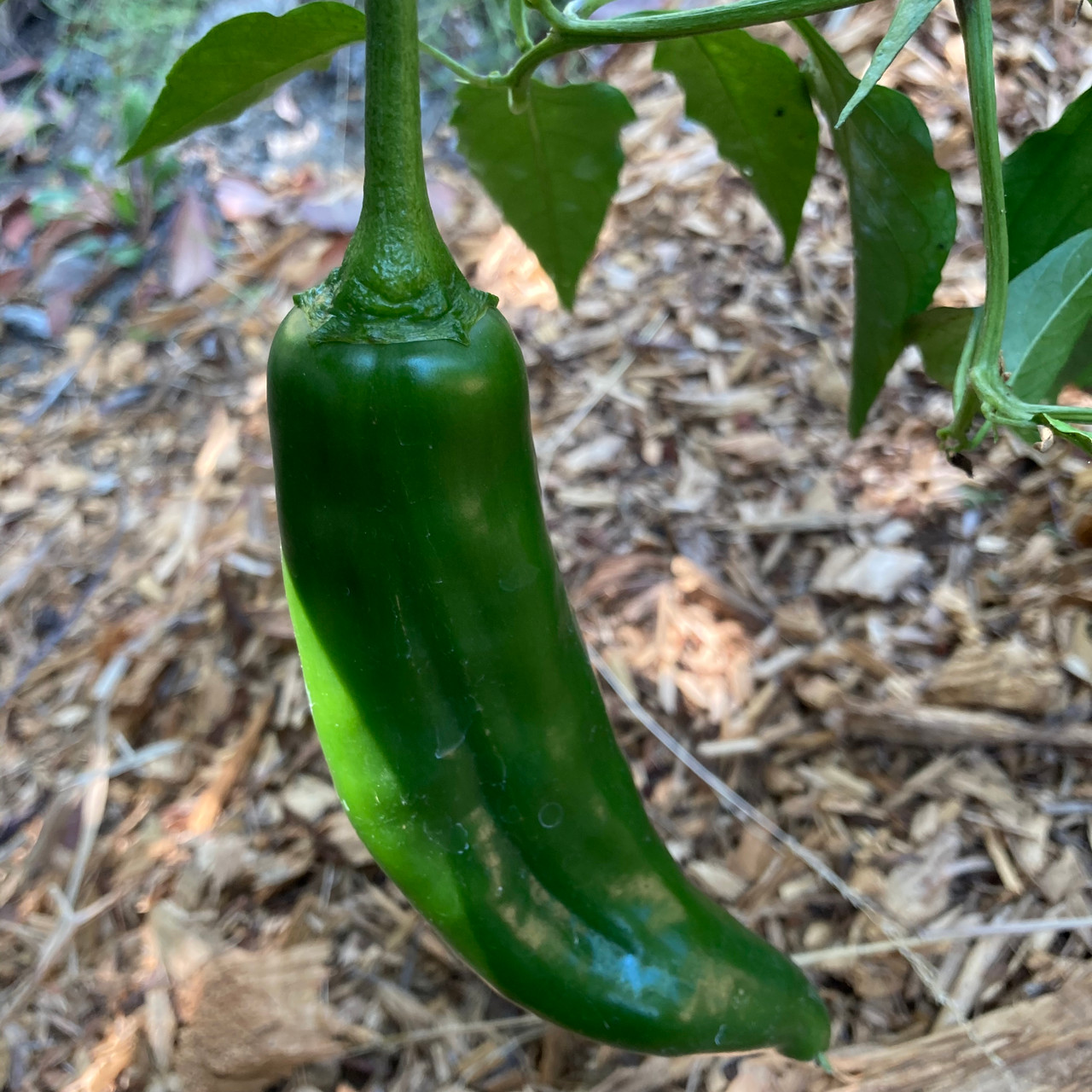 NuMex Joe E. Parker Pepper Seeds – Capsicum annuum, Mild Hatch-Style Chile, Heirloom, Non-GMO, 5,000–6,000 Scoville Units