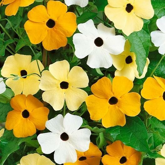 Black Eyed Susan Vine Seeds Mixed Colors – Thunbergia alata, Non-GMO, Perennial, Pollinator-Attracting, Climbing Plant for Gardens & Trellises