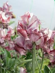 Aurora Borealis Sweet Pea Seeds – Semi-Dwarf Fragrant Mix for Borders & Pots – Lathyrus odoratus, 50+ Seeds