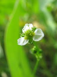 Alisma subcordatum Seeds – Native Aquatic Perennial for Ponds, Wetlands & Wildlife Habitats, 250 mg