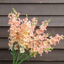 1000+ Chantilly Light Salmon Snapdragon Seeds | Tall Open-Faced Blooms for Garden, Cut Flowers & Borders | Antirrhinum majus