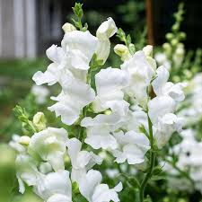 Antirrhinum majus Royal Bride Snapdragon Seeds – 1000+ White Fragrant Blooms for Garden & Bouquets