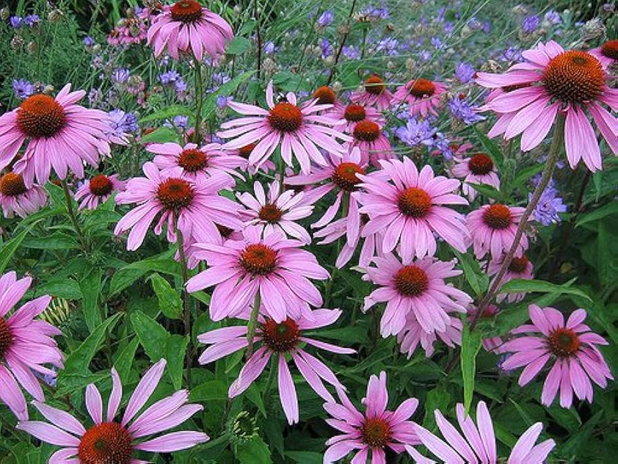 Purple Coneflower Seeds 500mg Echinacea purpurea Perennial Pollinator-Friendly Garden Favorite