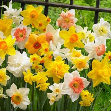 20 Live Yellow Daffodil Bulbs - Narcissus Perennial Bare Root Plants for Spring Gardens