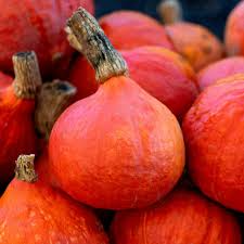 Japanese Red Kuri Squash Seeds | Heirloom, Non-GMO | Winter Squash, Nutty & Sweet Flavor | Cucurbita Maxima