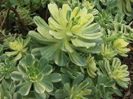 Aeonium Sun Cup Rooted Cuttings | Variegated Succulent Plants | Green, Yellow & Pink Rosettes | Folia Flora