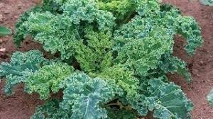 Dwarf Siberian Kale Seeds – Non-GMO Heirloom, Cool Weather, Container-Friendly Brassica oleracea