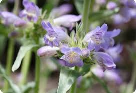 Dusty Beardtongue Seeds – Penstemon commarhenus – Native Wildflower, Drought-Tolerant, Pollinator-Friendly, 100mg Seeds
