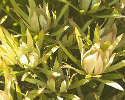 Leucadendron salicifolium Seedling 6+ Inches Tall | Willow-Leaved Protea Plant | Rare South African Shrub for Landscaping
