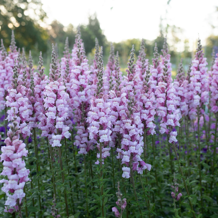 Costa Summer Lavender III Snapdragon Seeds – 1000+ Soft Lavender Blooms, Antirrhinum majus, Garden & Cut Flowers